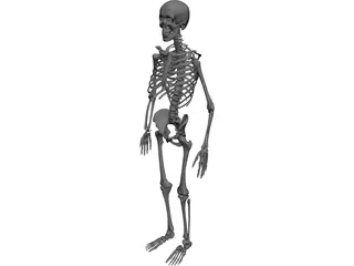 Skeleton 3D Model preview