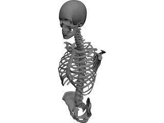 Upper Skeletal System 3D Model preview