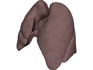 Lungs Human 3D Model preview