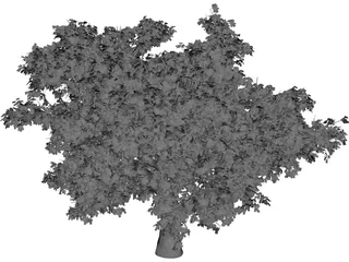 Quercus Tree 3D Model preview