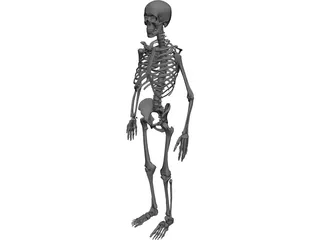 Skeleton 3D Model preview