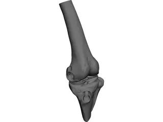Human Knee Joint 3D Model preview