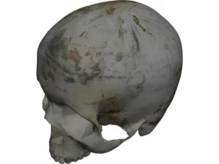 Human Skull No Jaw 3D Model preview