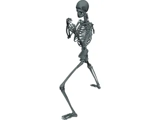 Skeleton 3D Model preview