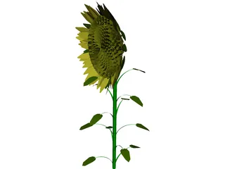 Sunflower 3D Model preview