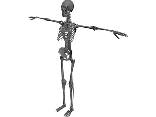 Skeleton 3D Model preview