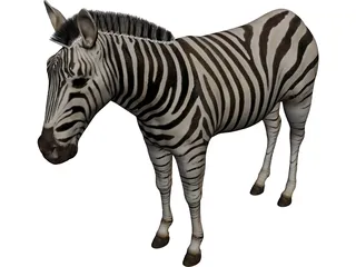 Zebra 3D Model preview