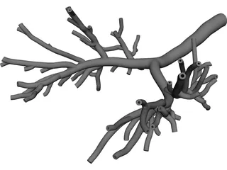 Bronchial Tree Human 3D Model preview