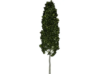 Carpinus Betulus Tree 3D Model preview