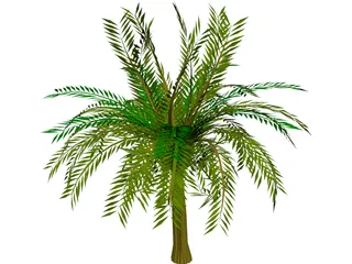 Palm Tree 3D Model preview