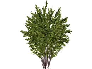 Nandina [Phyllostachys] 3D Model preview