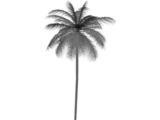 Palm Tree Caribean 3D Model preview