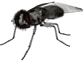 Fly Gray 3D Model preview
