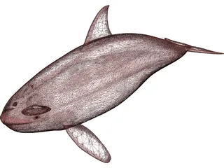 Whale Killer Female 3D Model preview