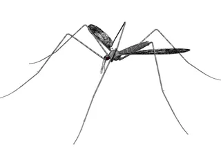 Mosquito 3D Model preview