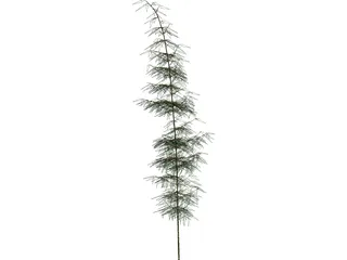 Bamboa 3D Model preview