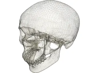Skull 3D Model preview