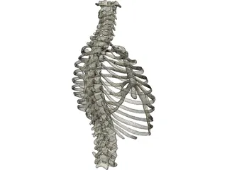 Thorax 3D Model preview