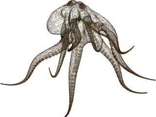 Octopus Vulgaris 3D Model preview