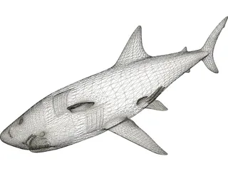 Shark White Male 3D Model preview