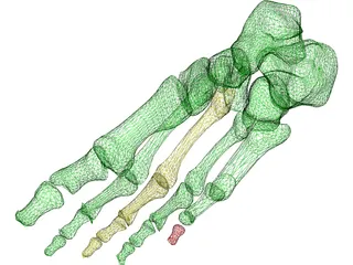 Foot Bone Female 3D Model preview