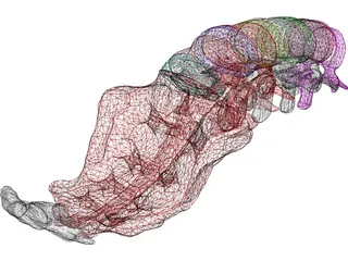 Lumbar Vertebrae Sacrum And Coccyx 3D Model preview