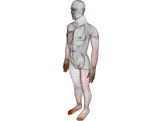 Man 3D Model preview