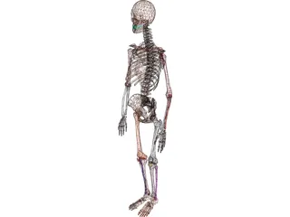 Skeleton Female 3D Model preview