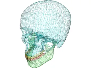 Skull Male 3D Model preview