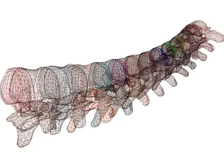 Vertebrae Thoracic 3D Model preview