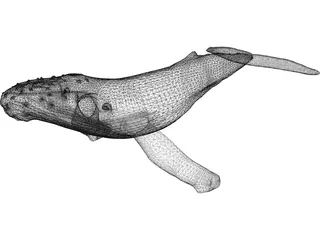Whale Humpback 3D Model preview