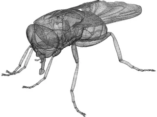 Fly 3D Model preview