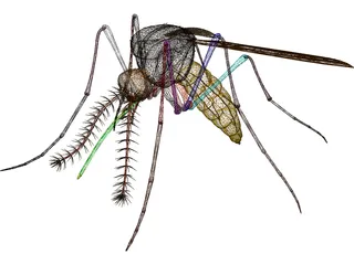 Mosquito 3D Model preview