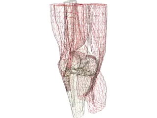 Knee 3D Model preview