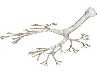 Bronchial Tree 3D Model preview