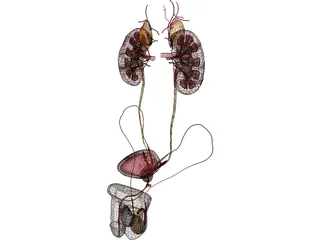 Urinary and Reproductive Systems Male 3D Model preview