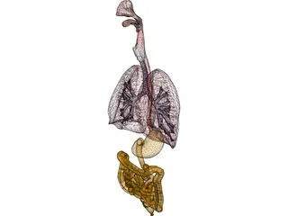 Digestive Tract and Respiratory 3D Model preview