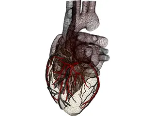 Heart with Internal Parts 3D Model preview