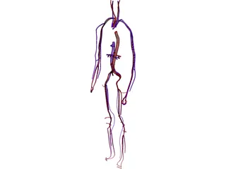 Circulatory System 3D Model preview