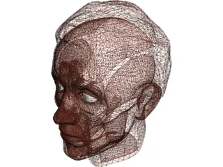 Face Muscles and Head 3D Model preview