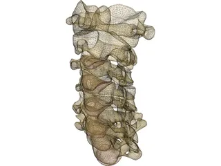Vertebrae Cervical 3D Model preview