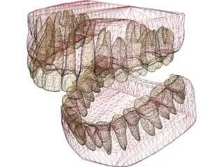 Teeth, Roots, Gums 3D Model preview