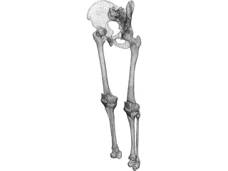 Knee 3D Model preview