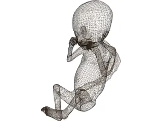 Fetus 3D Model preview