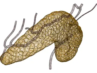 Pancreas 3D Model preview