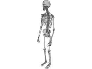 Skeleton Male 3D Model preview