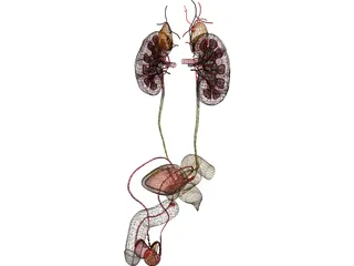 Prostate 3D Model preview