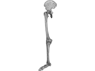 Skeletal Leg 3D Model preview