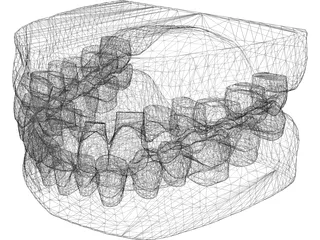 Teeth and Gums 3D Model preview