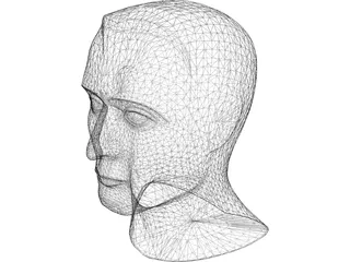 Head Male 3D Model preview